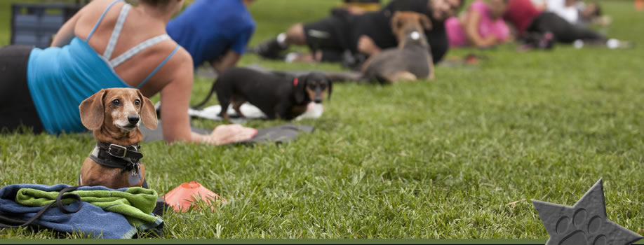 Contact Thank Dog! Bootcamp