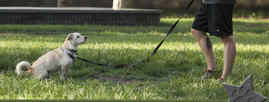 Contact Thank Dog! Bootcamp